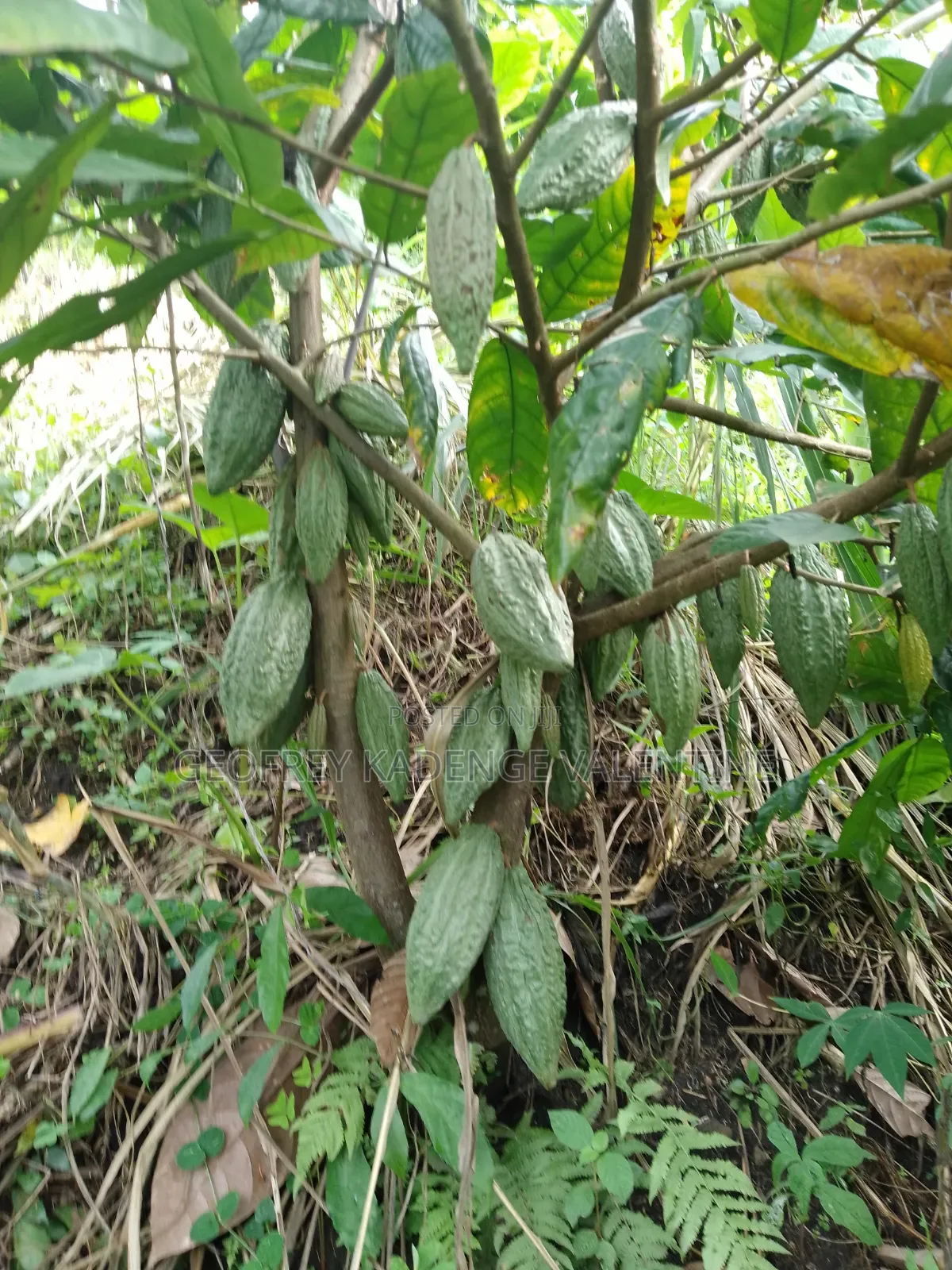 Free Cocoa Beans and Dry Cocoa All Moistures Available at My Stores