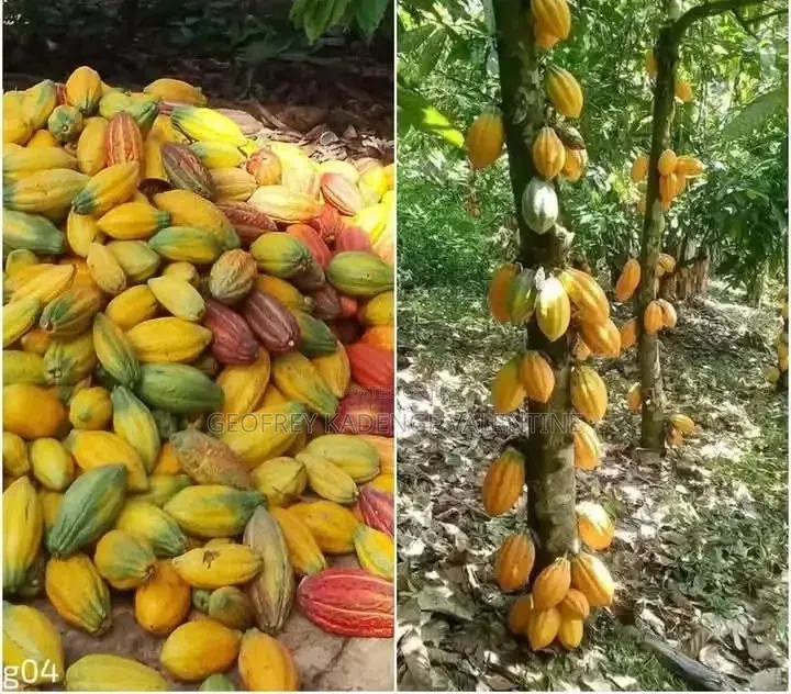 Free Cocoa Beans and Dry Cocoa All Moistures Available at My Stores