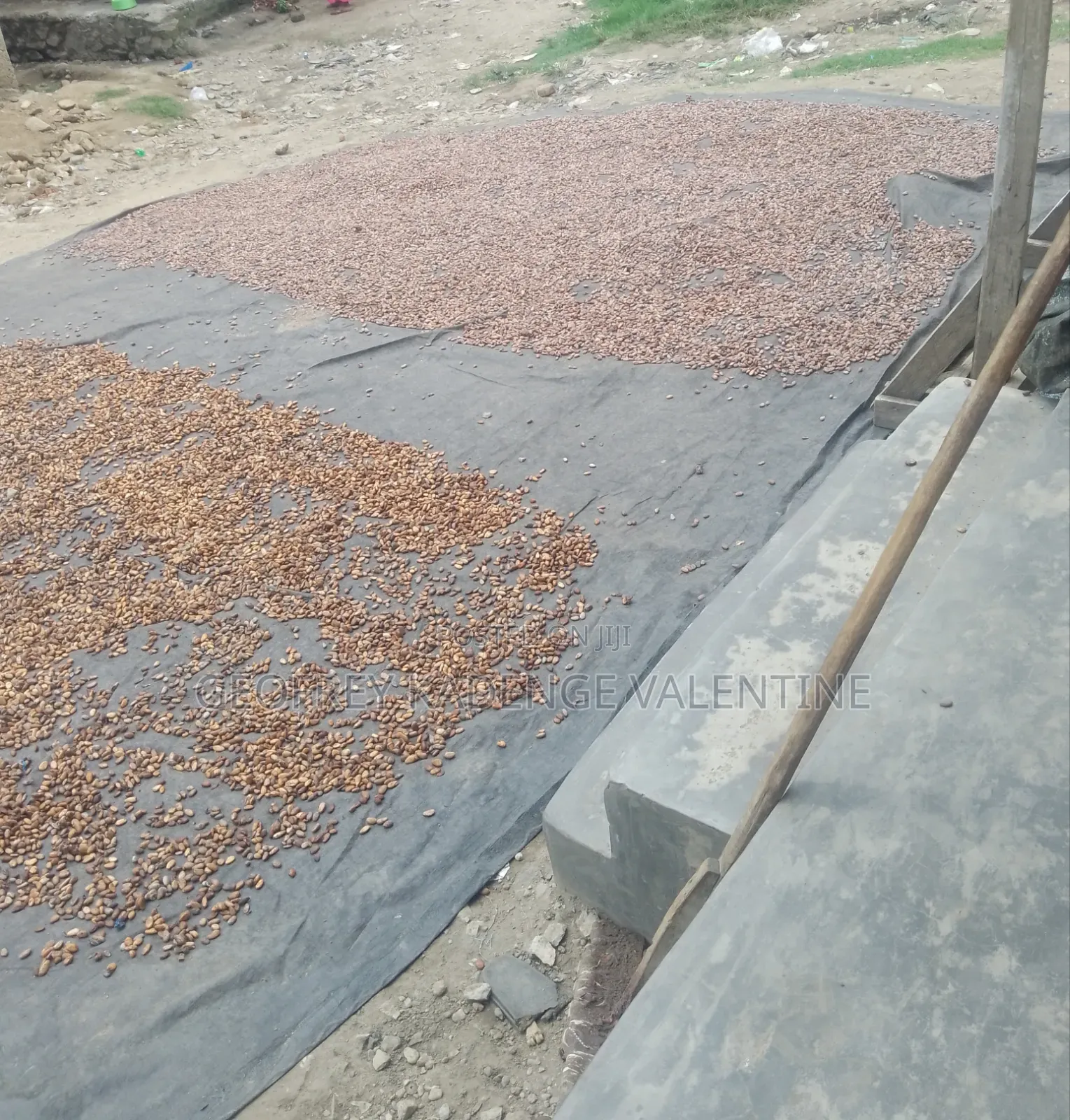 Free Cocoa Beans and Dry Cocoa All Moistures Available at My Stores