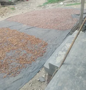 Free Cocoa Beans and Dry Cocoa All Moistures Available at My Stores
