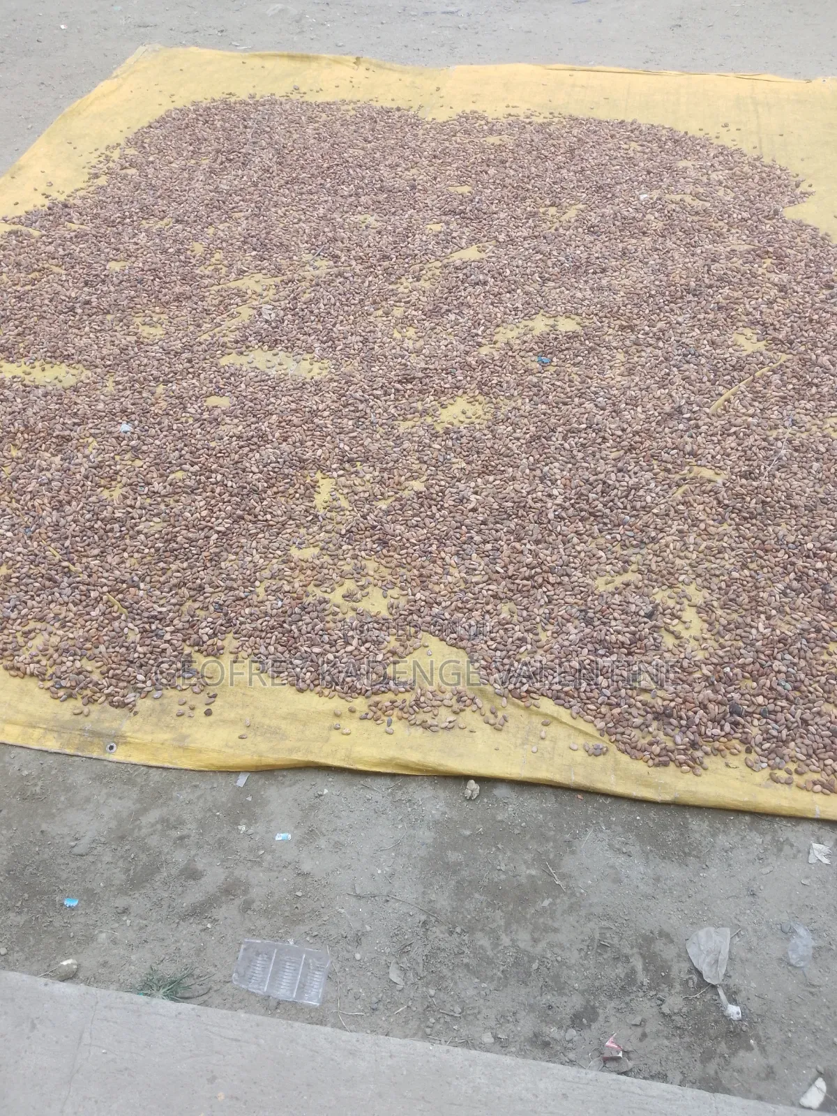 Free Cocoa Beans and Dry Cocoa All Moistures Available at My Stores