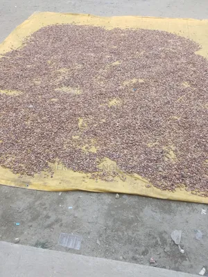 Free Cocoa Beans and Dry Cocoa All Moistures Available at My Stores