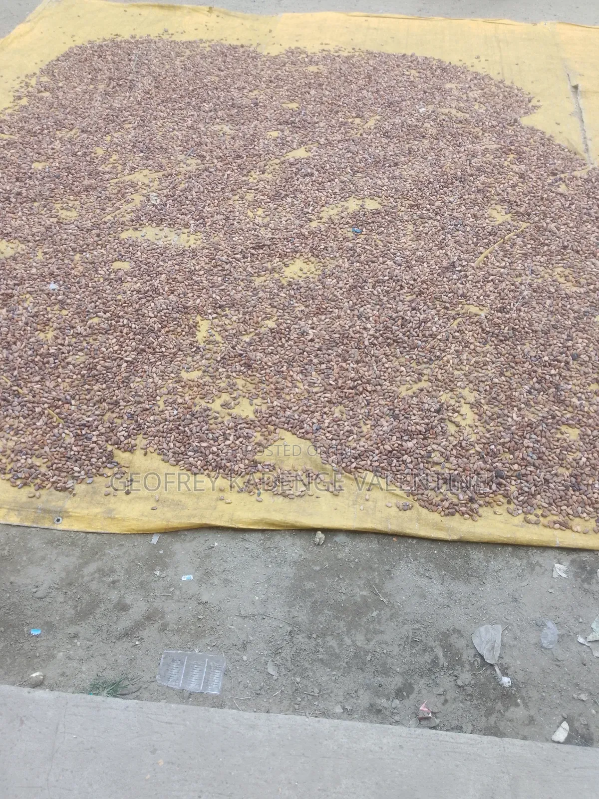 Free Cocoa Beans and Dry Cocoa All Moistures Available at My Stores