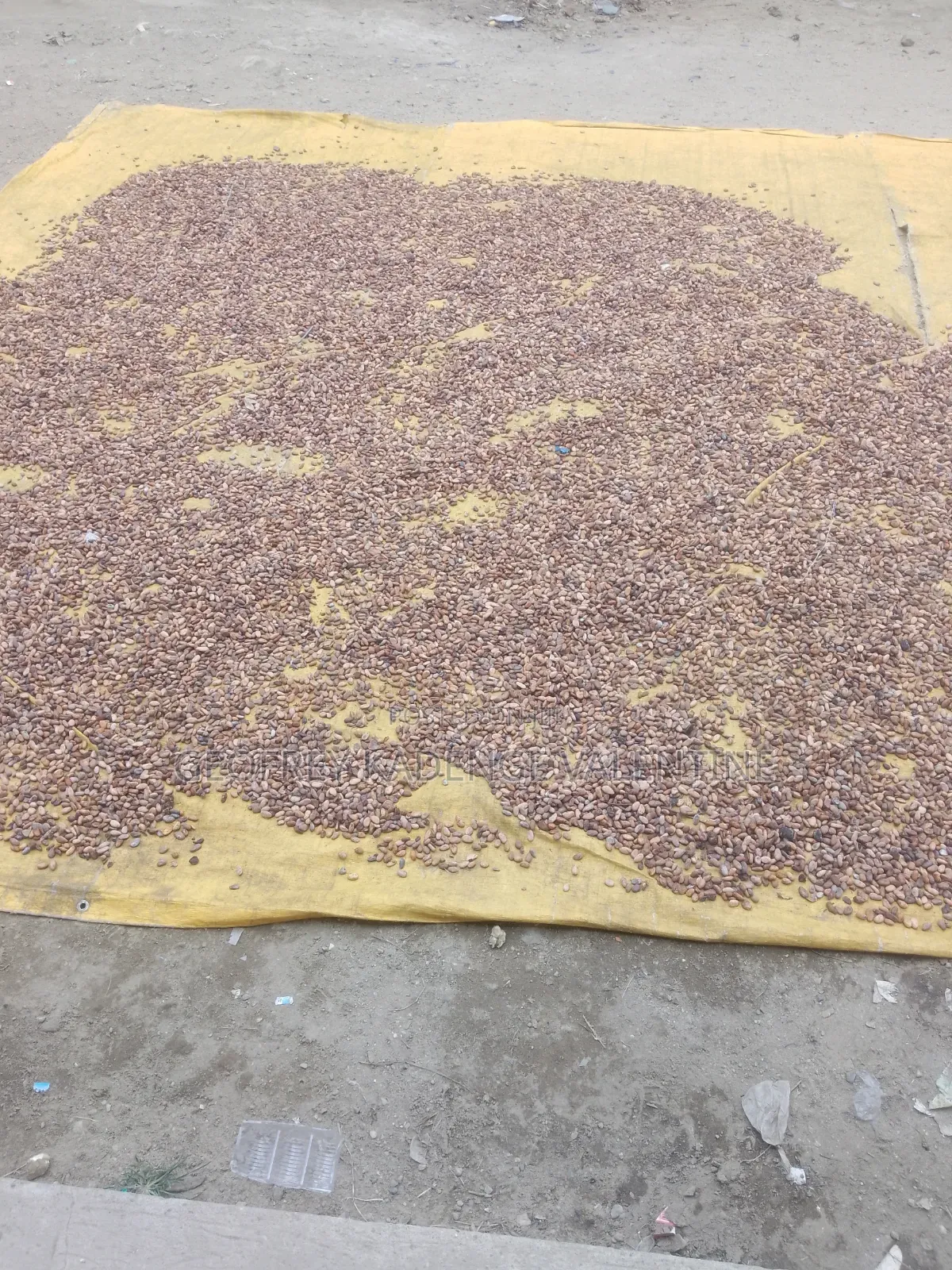Free Cocoa Beans and Dry Cocoa All Moistures Available at My Stores