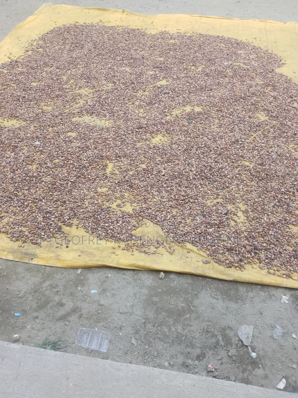 Free Cocoa Beans and Dry Cocoa All Moistures Available at My Stores