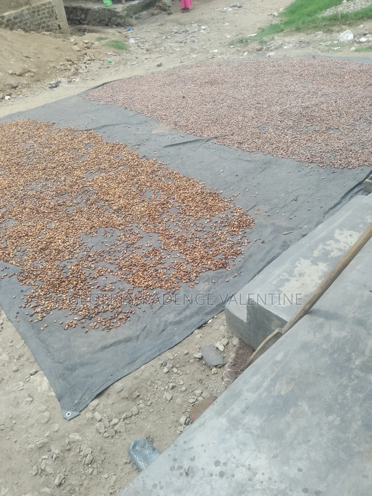 Free Cocoa Beans and Dry Cocoa All Moistures Available at My Stores