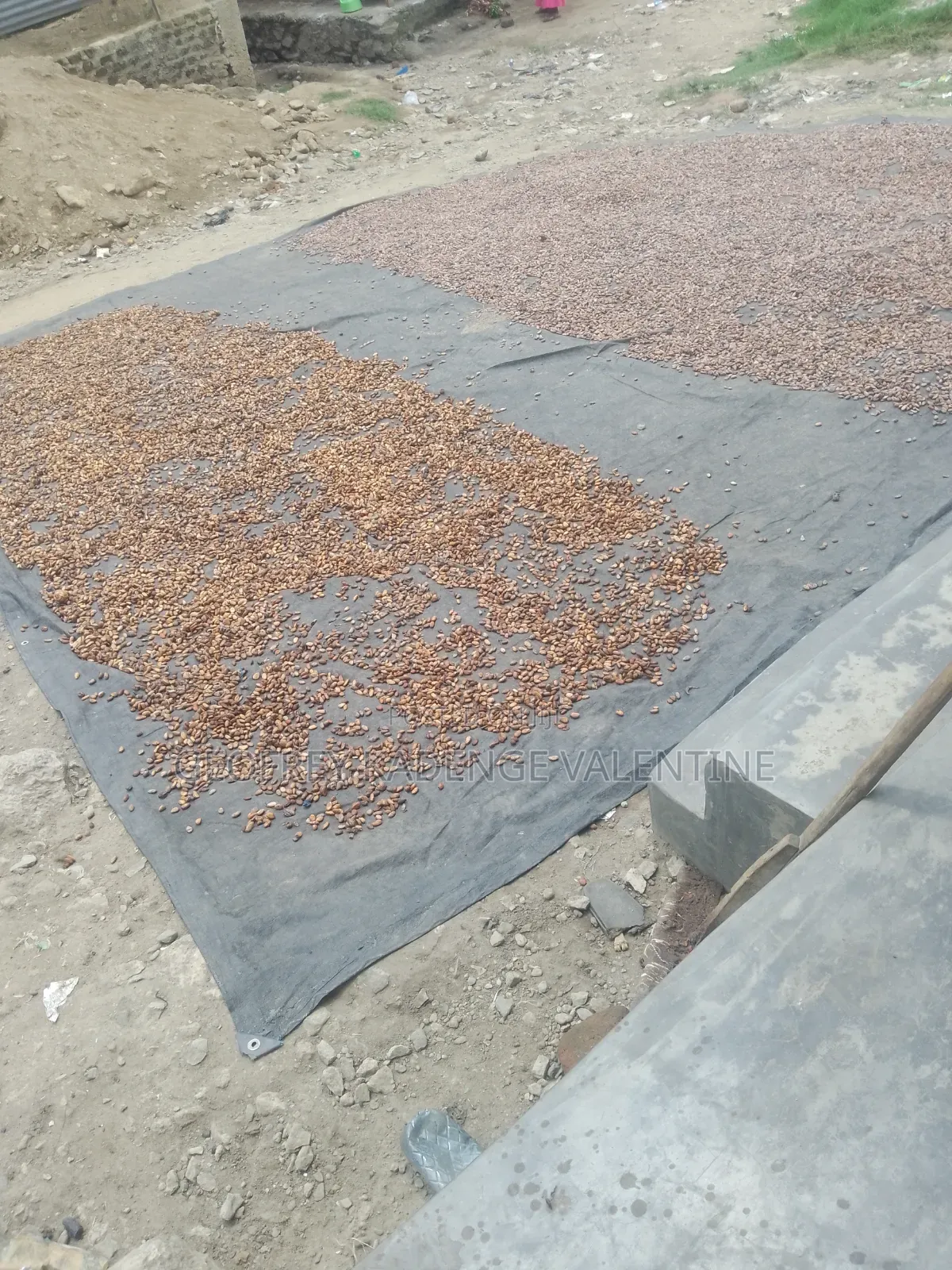 Free Cocoa Beans and Dry Cocoa All Moistures Available at My Stores