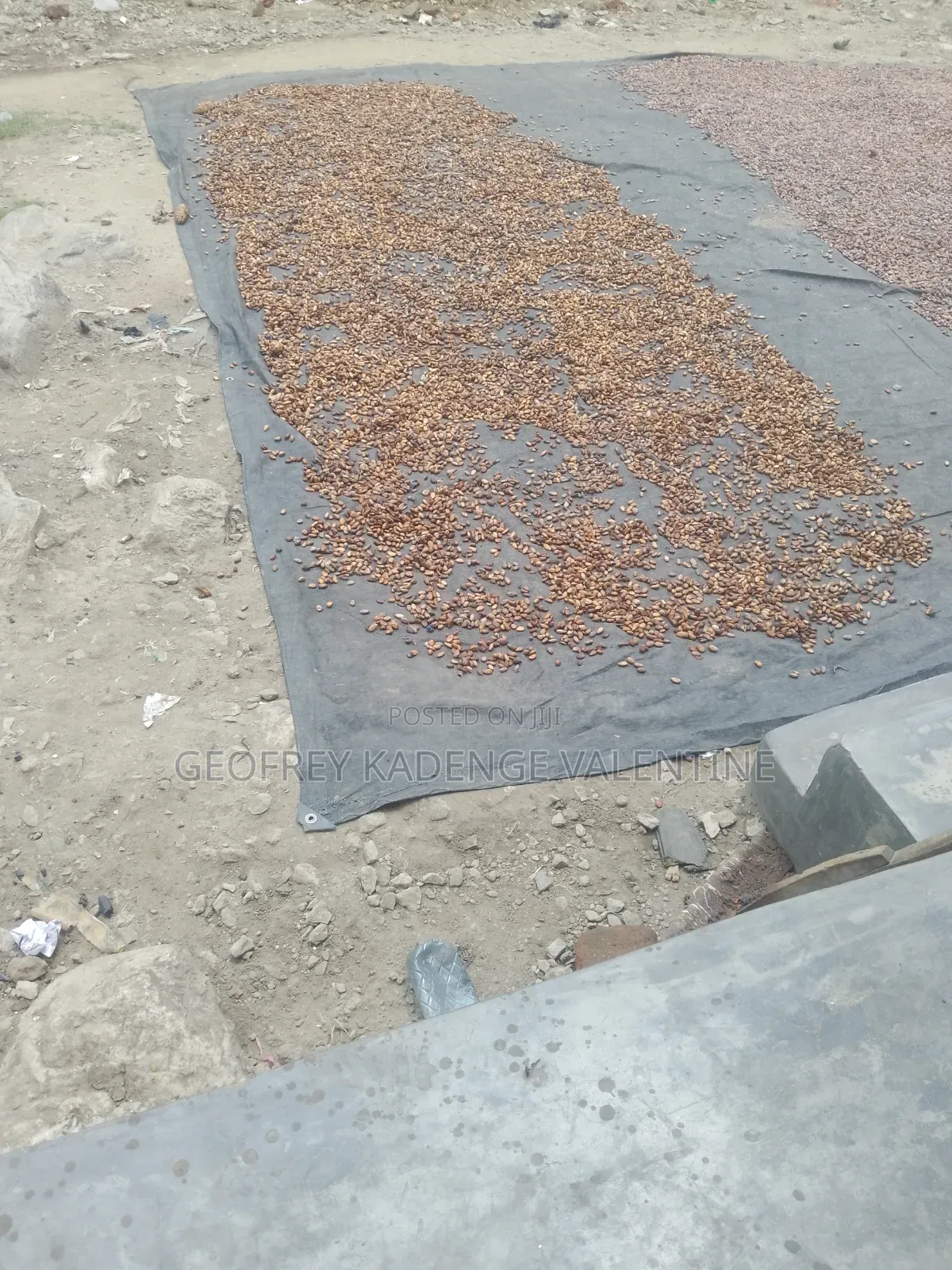 Free Cocoa Beans and Dry Cocoa All Moistures Available at My Stores