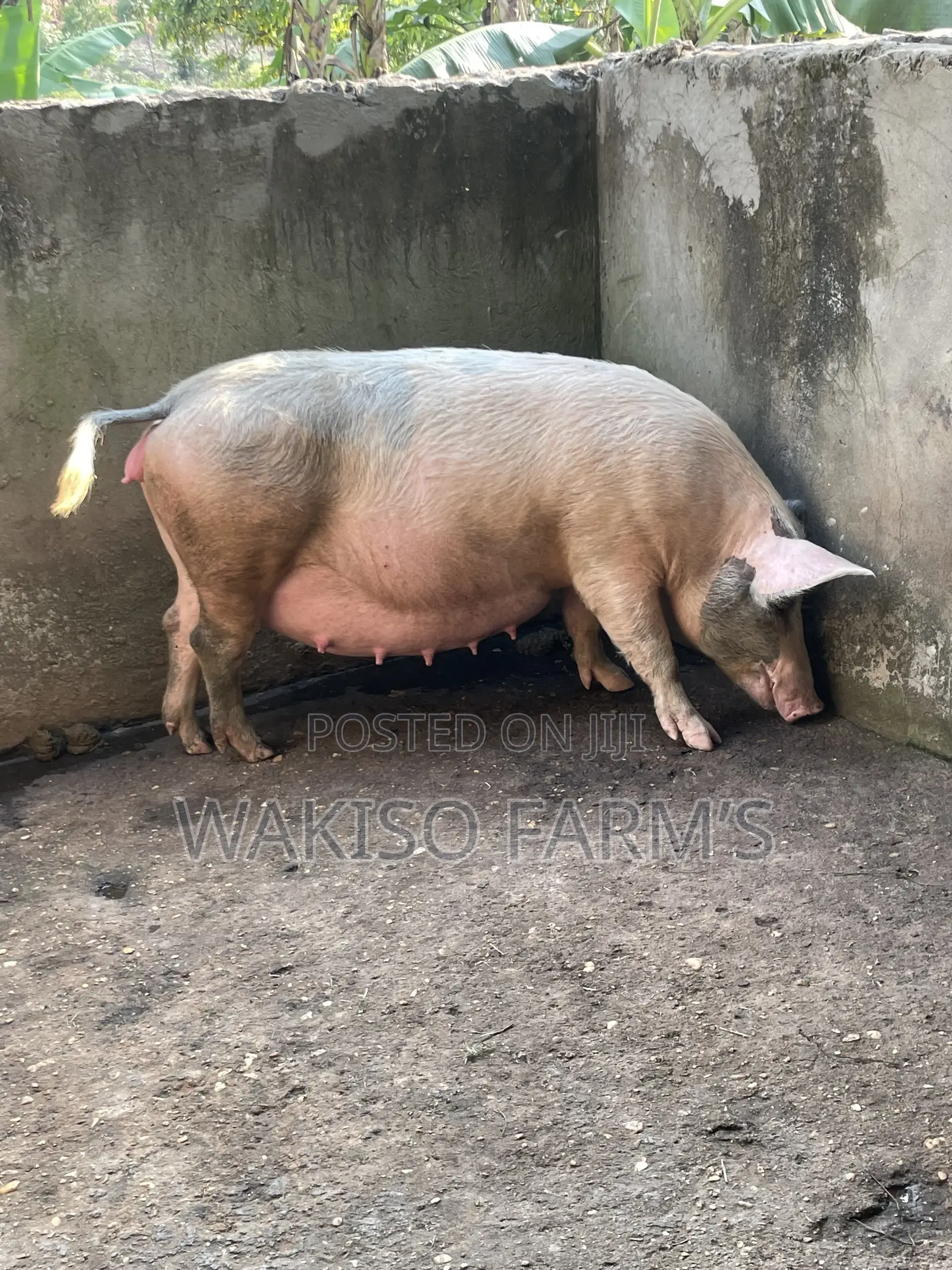 Piggery Farming