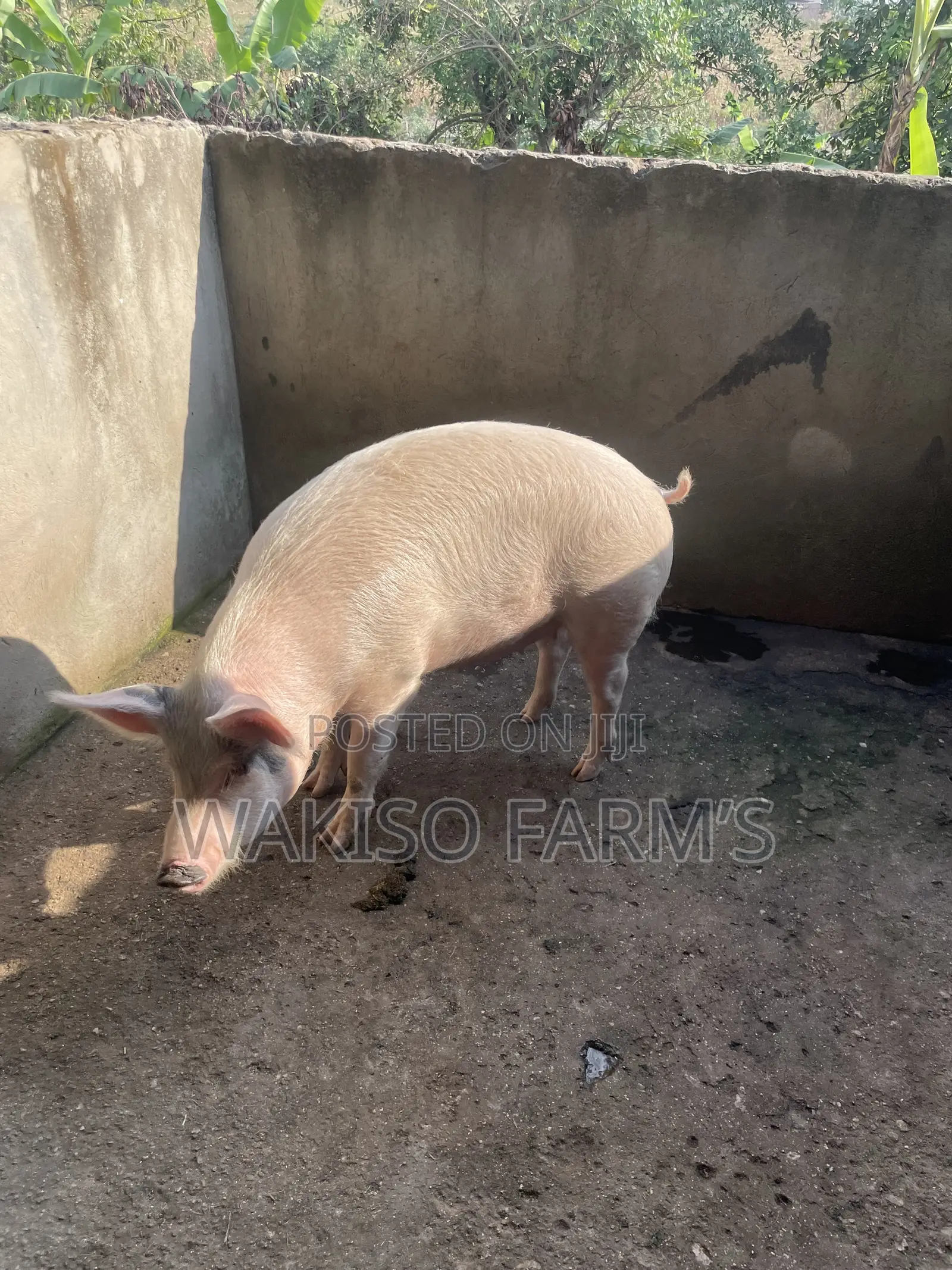 Piggery Farming