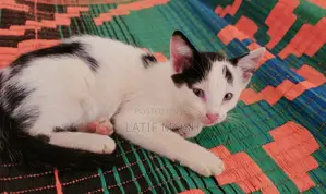 1-3 months Female Mixed Breed Exotic