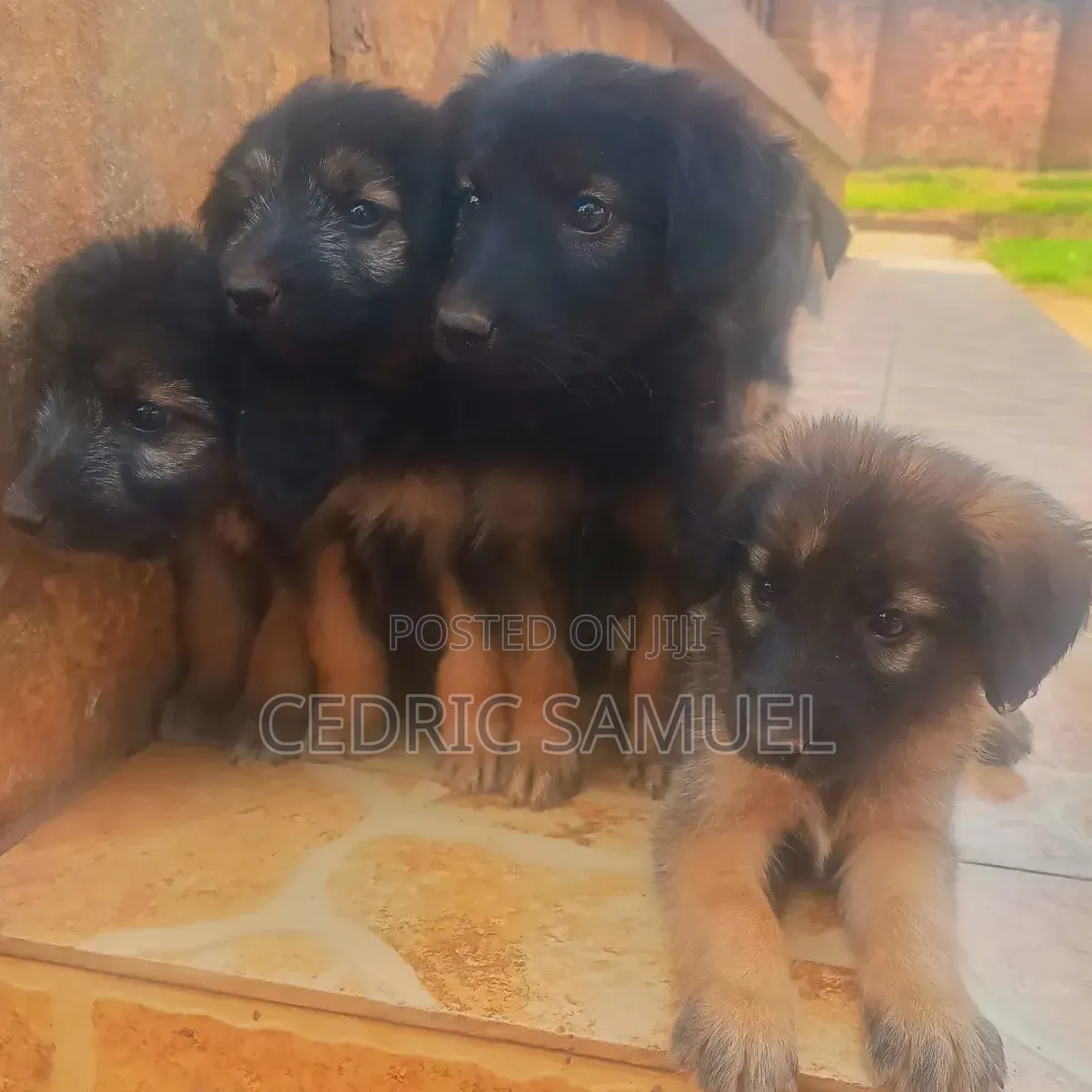 1-3 months Male Purebred German Shepherd