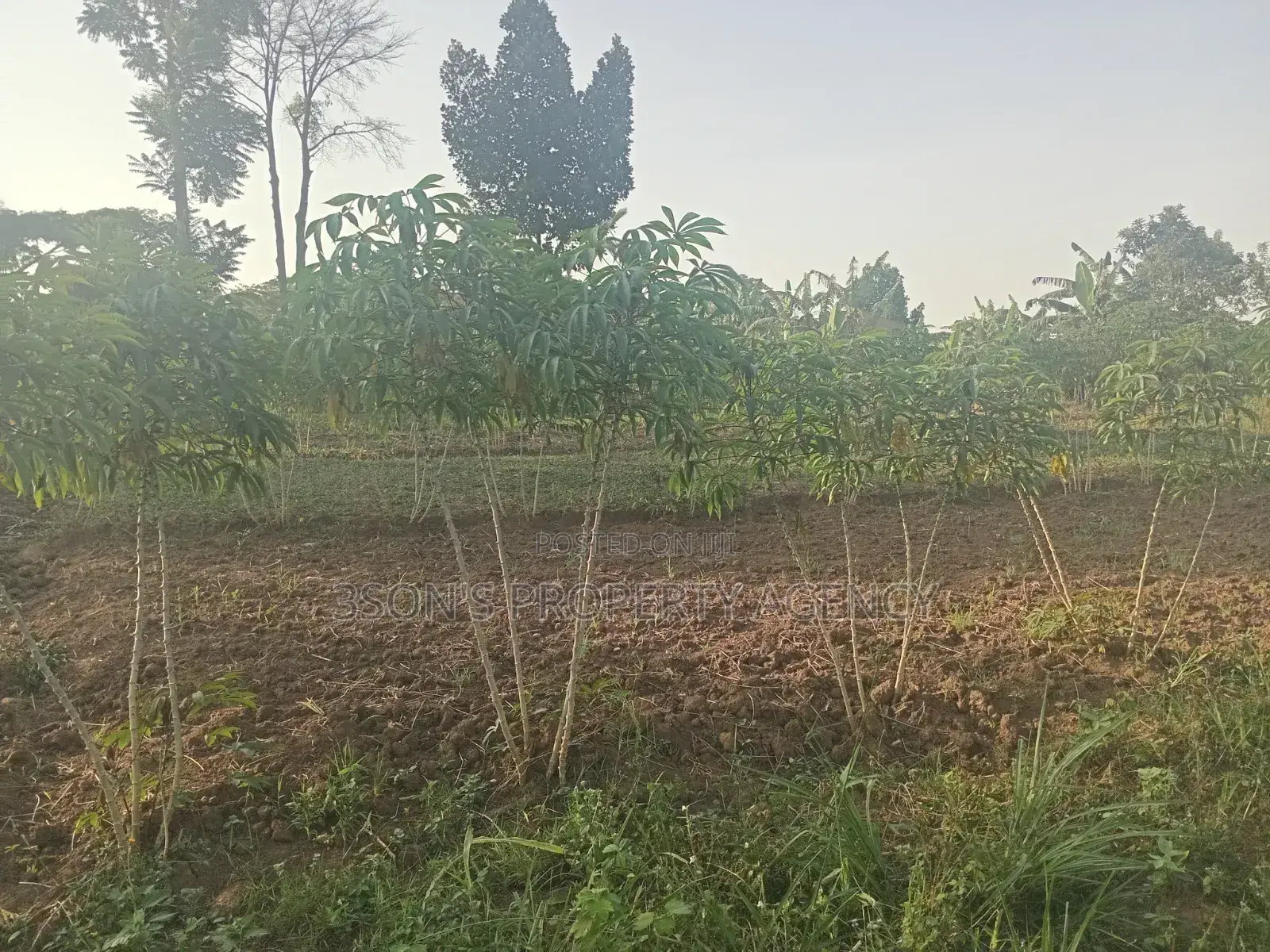 Acre of Land