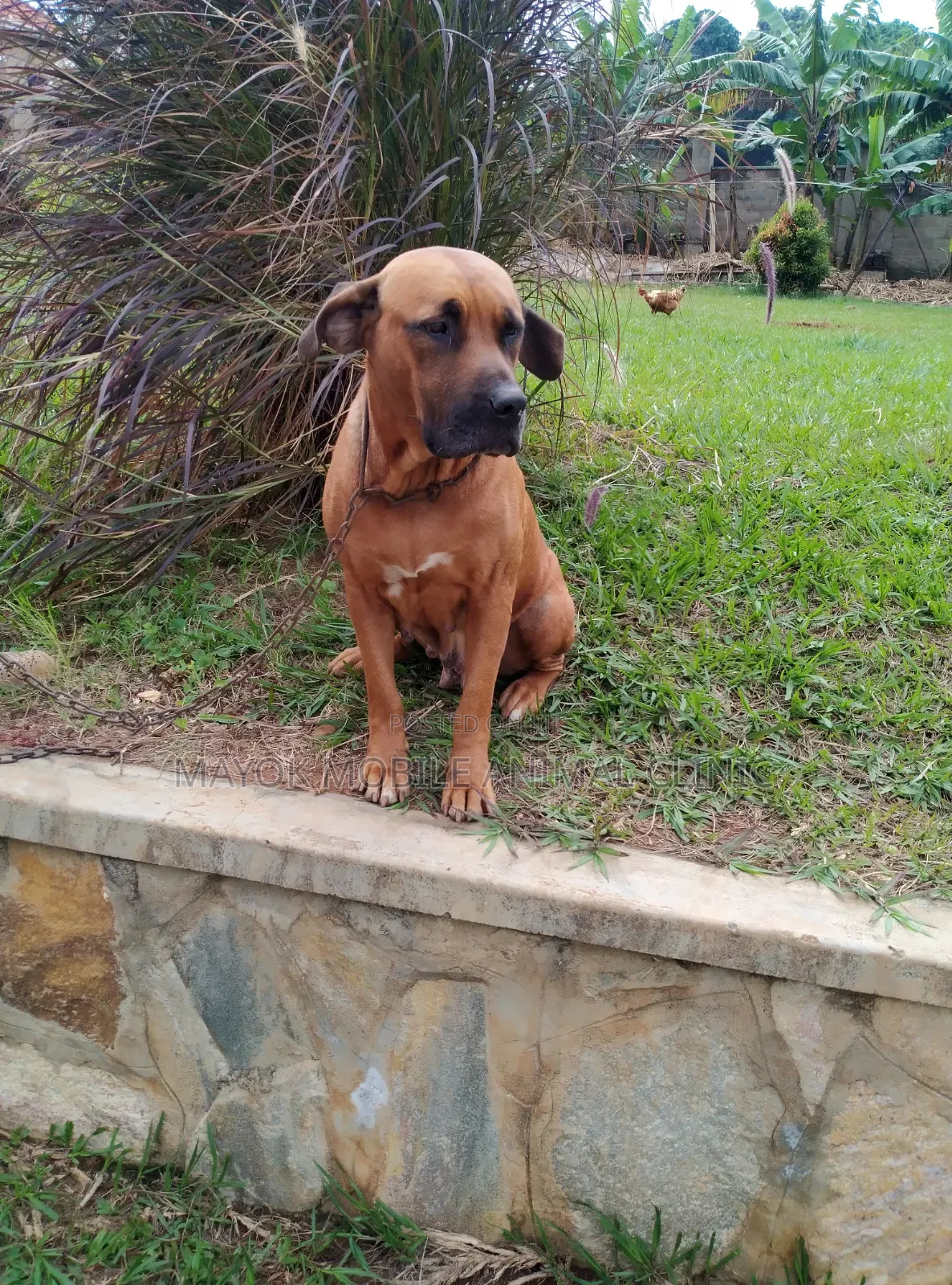 6-12 months Female Purebred Boerboel