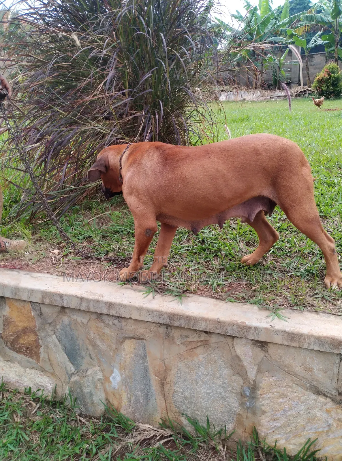 6-12 months Female Purebred Boerboel