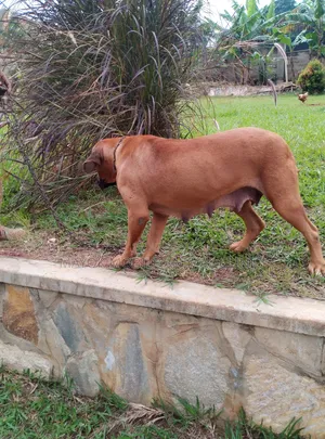 6-12 months Female Purebred Boerboel