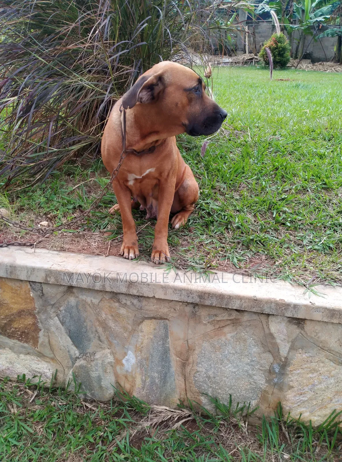 6-12 months Female Purebred Boerboel