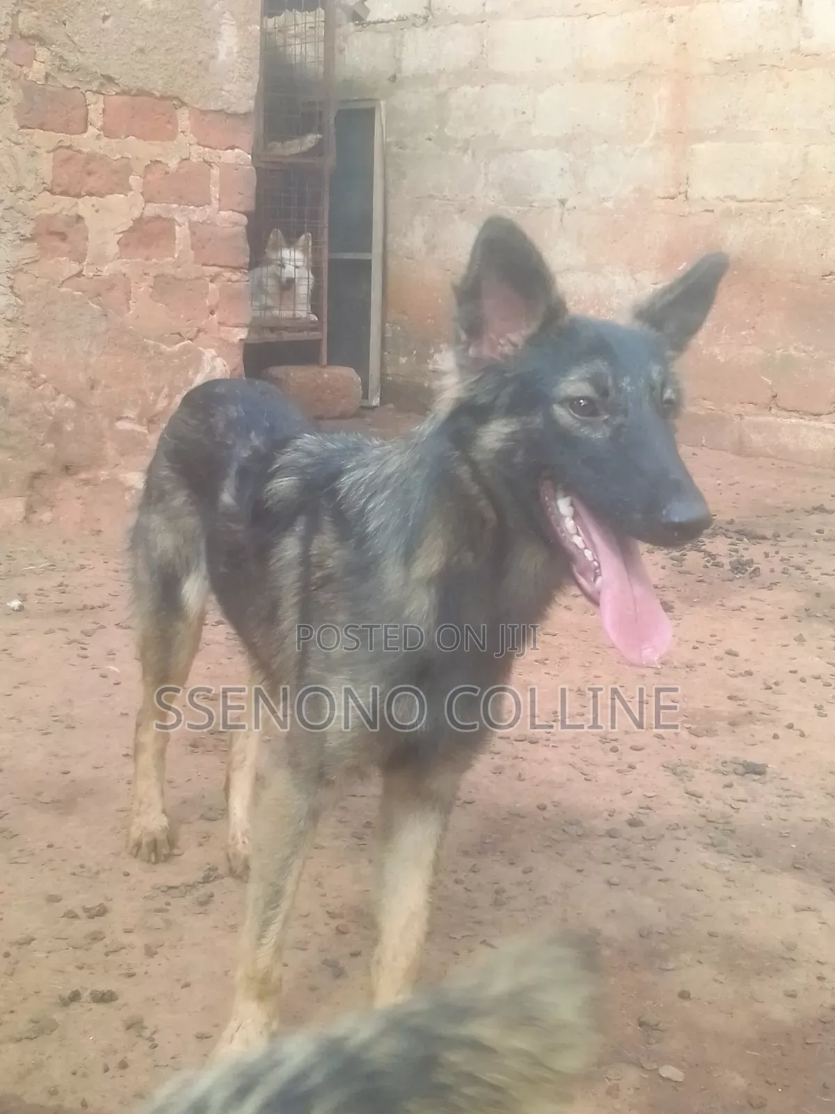 6-12 months Male Purebred German Shepherd