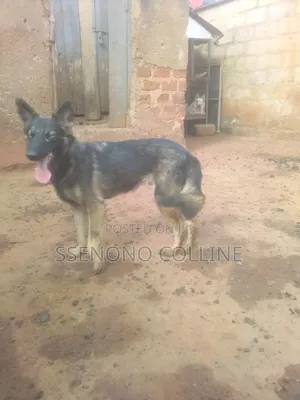 6-12 months Male Purebred German Shepherd
