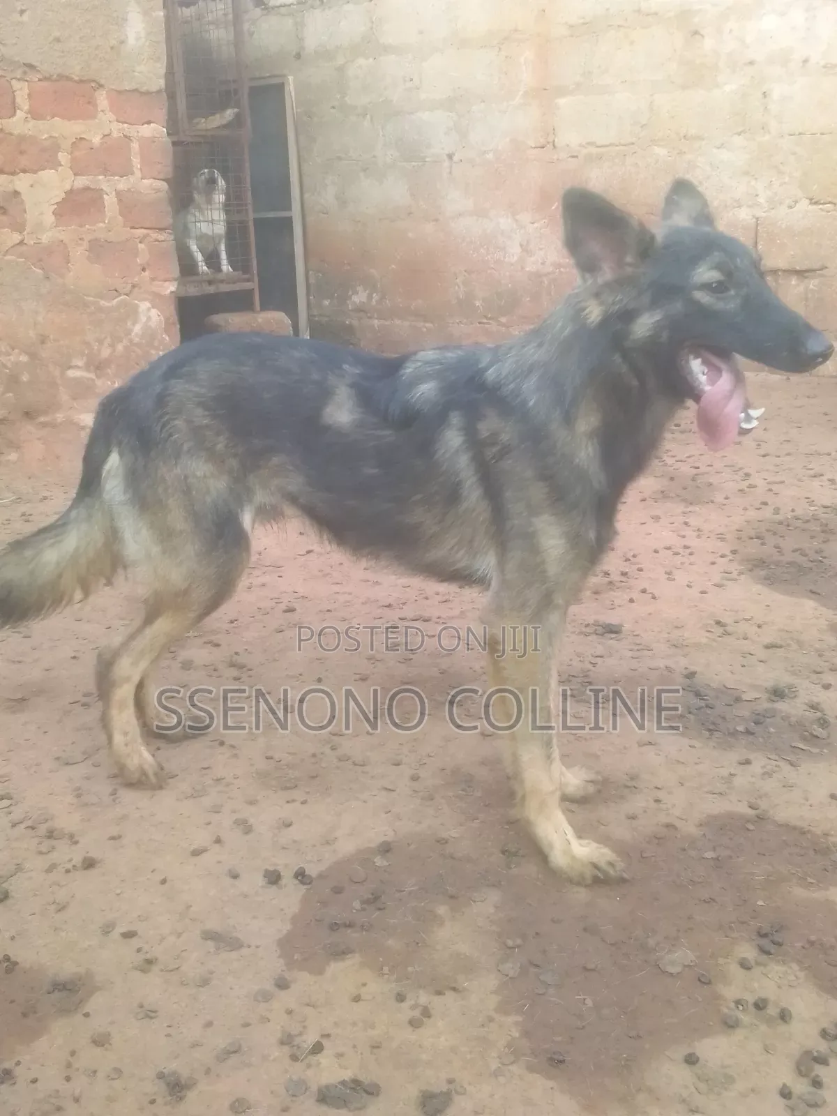 6-12 months Male Purebred German Shepherd