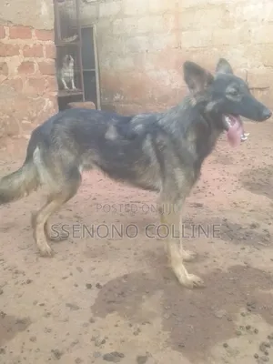 6-12 months Male Purebred German Shepherd