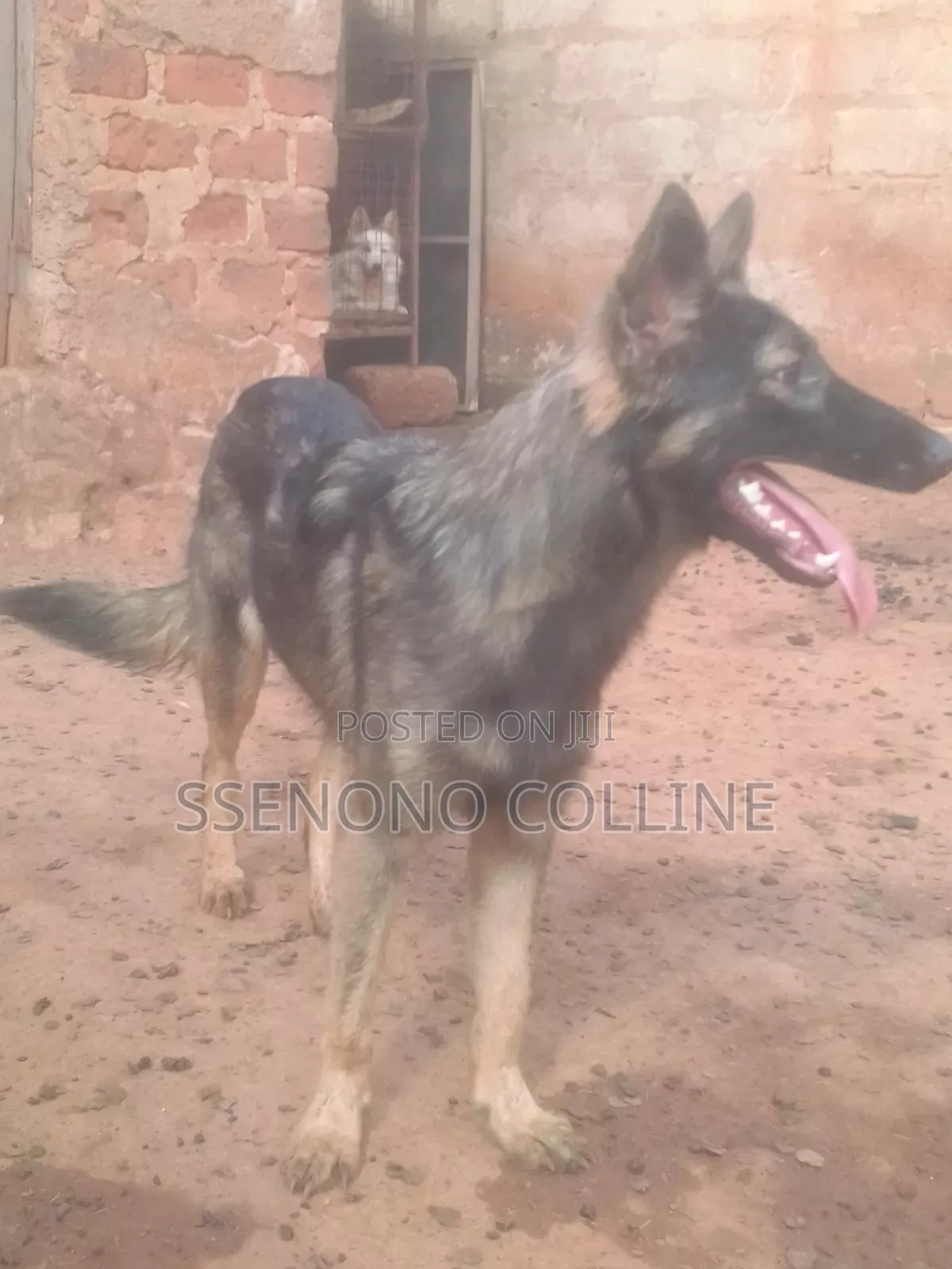 6-12 months Male Purebred German Shepherd