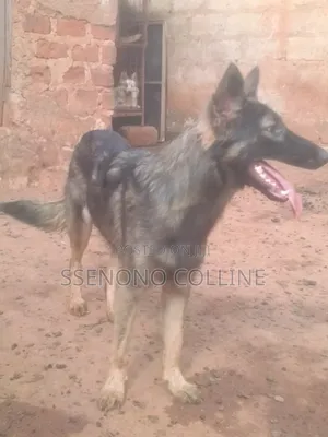 6-12 months Male Purebred German Shepherd