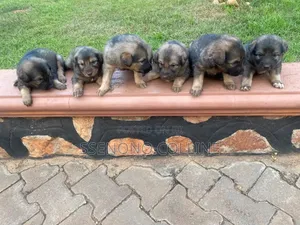 0-1 month Male Purebred German Shepherd