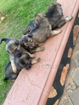 0-1 month Male Purebred German Shepherd