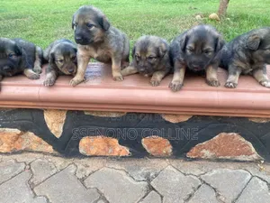 0-1 month Male Purebred German Shepherd