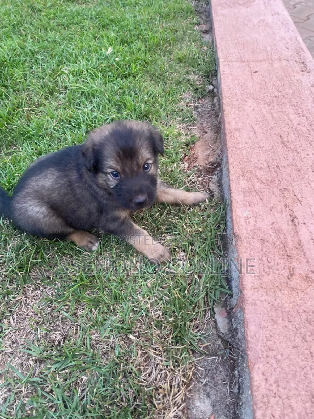 0-1 month Male Purebred German Shepherd