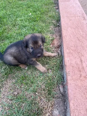 0-1 month Male Purebred German Shepherd