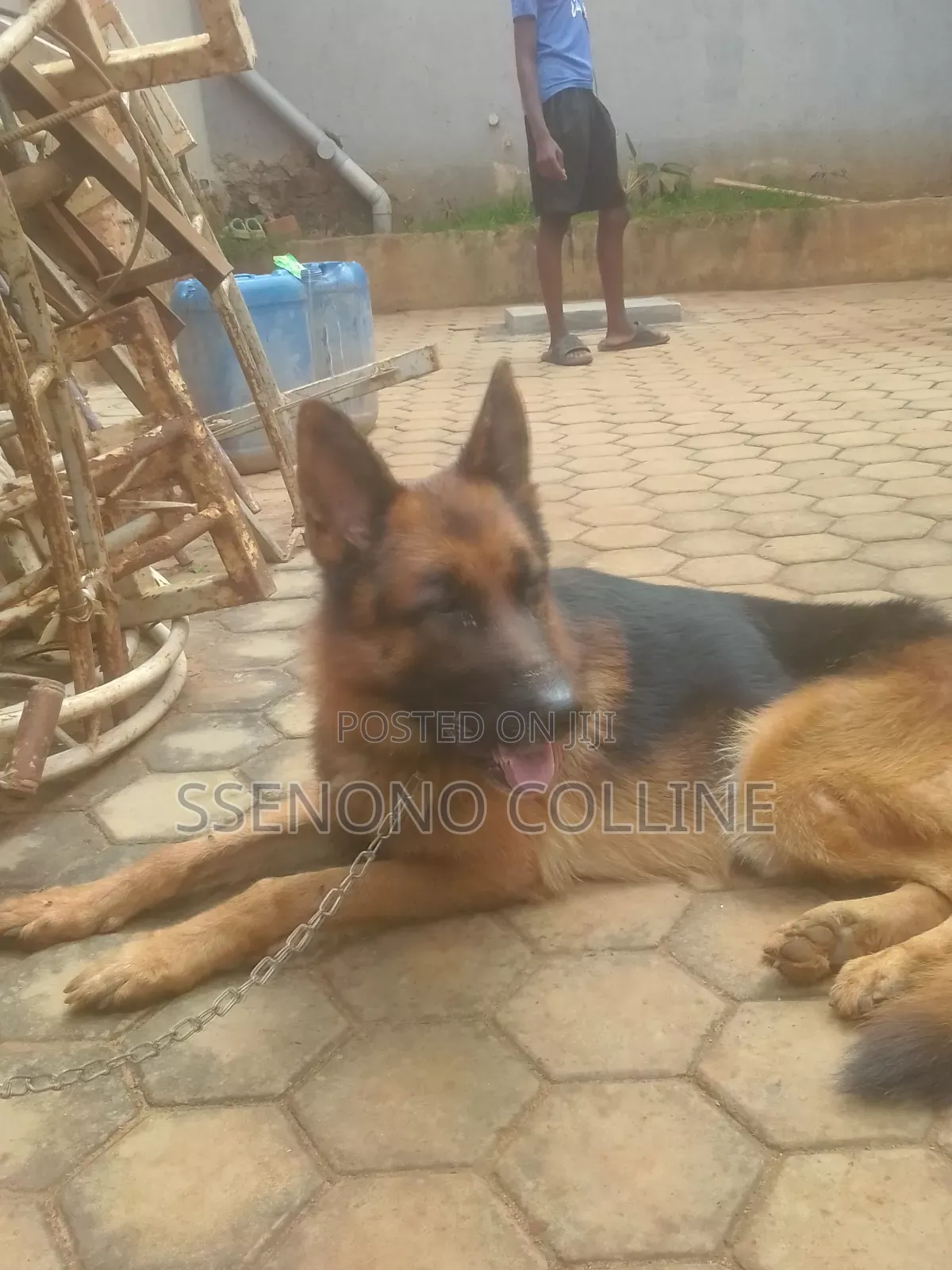 1+ year Male Purebred German Shepherd