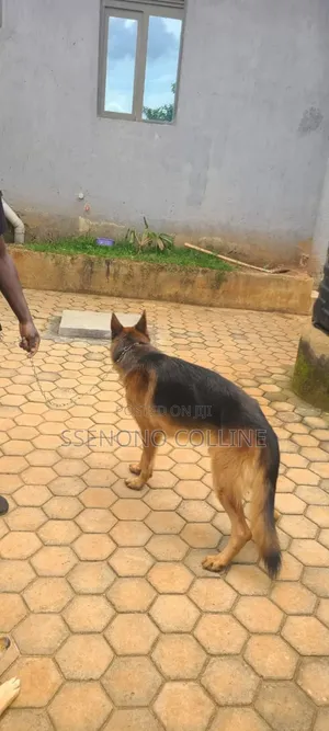 1+ year Male Purebred German Shepherd