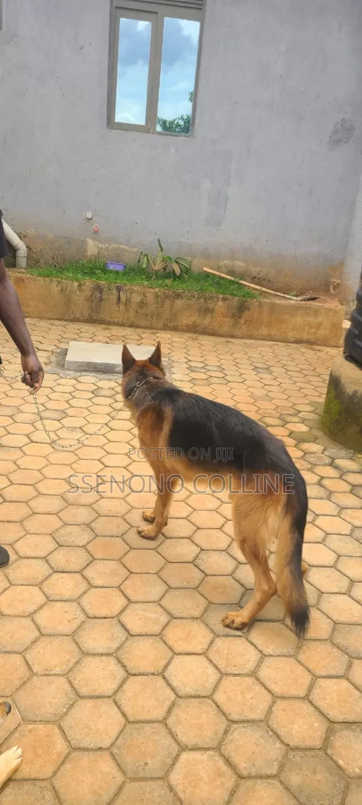 1+ year Male Purebred German Shepherd