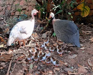 Pure Local Freerange Chickens and Guinea Fowl