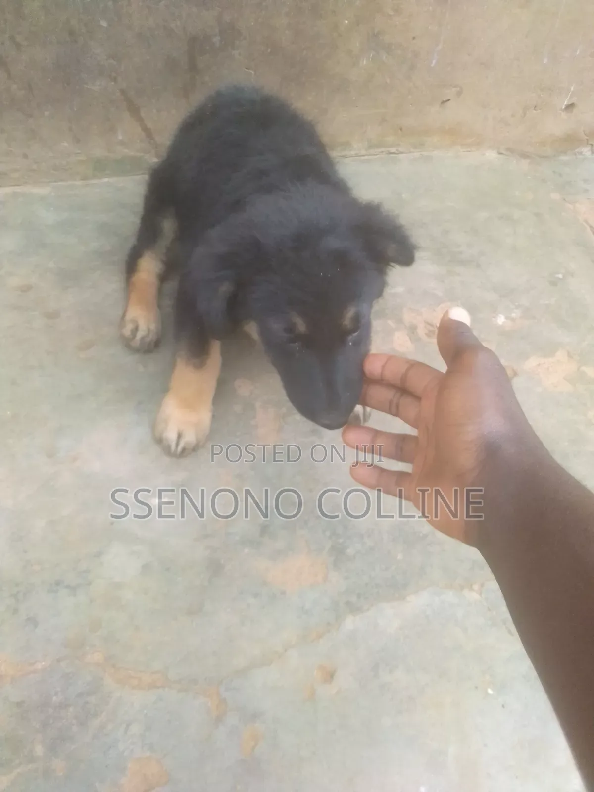 1-3 months Male Purebred German Shepherd