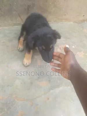 1-3 months Male Purebred German Shepherd