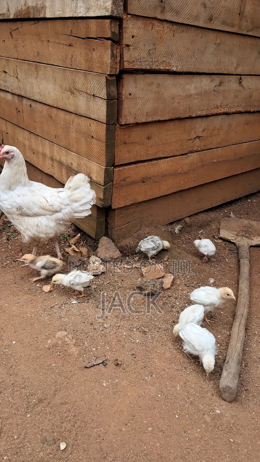 Pure Local Freerange Chickens and Guinea Fowl