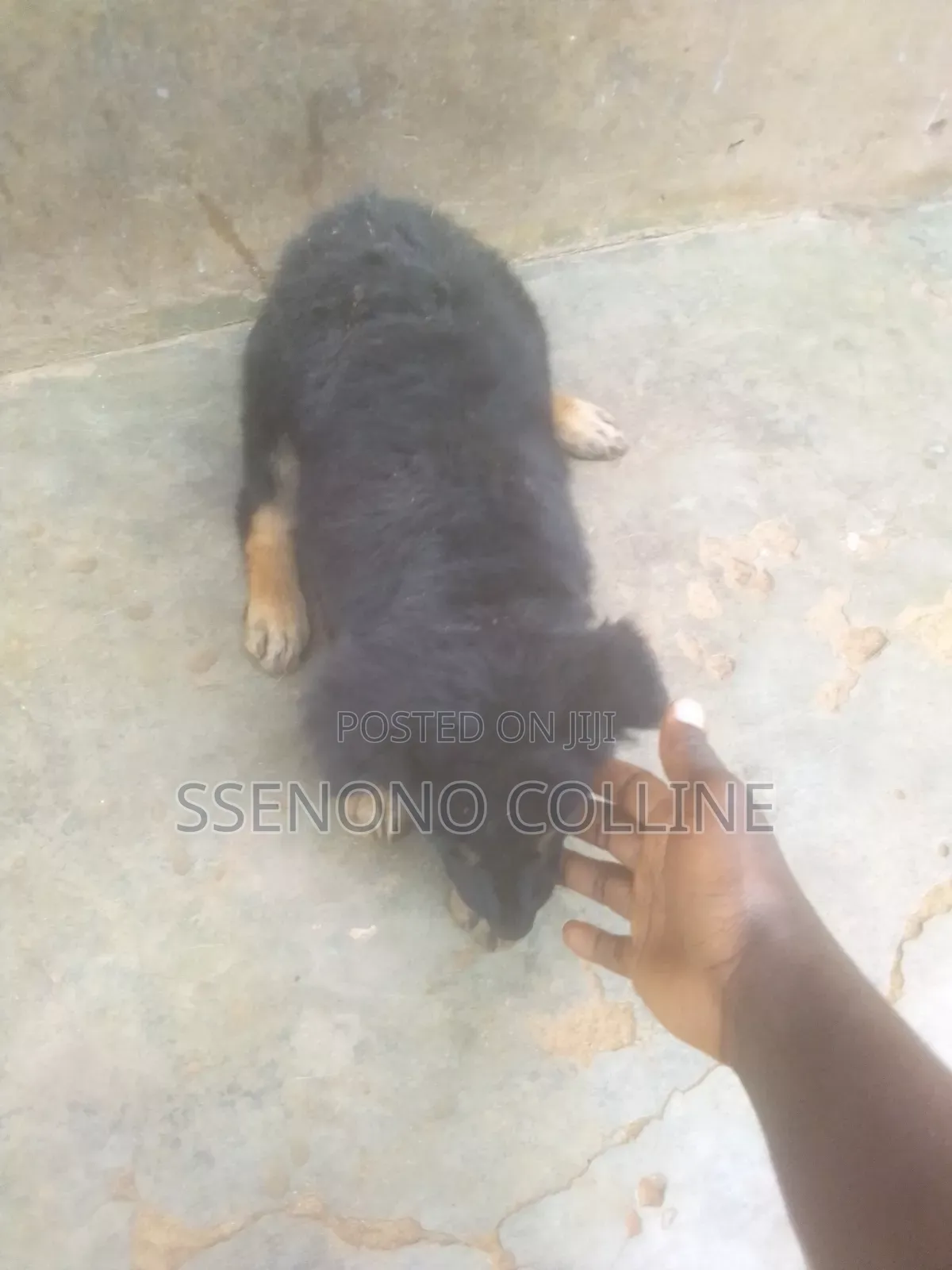 1-3 months Male Purebred German Shepherd