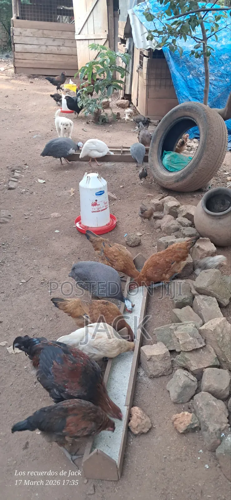 Pure Local Freerange Chickens and Guinea Fowl