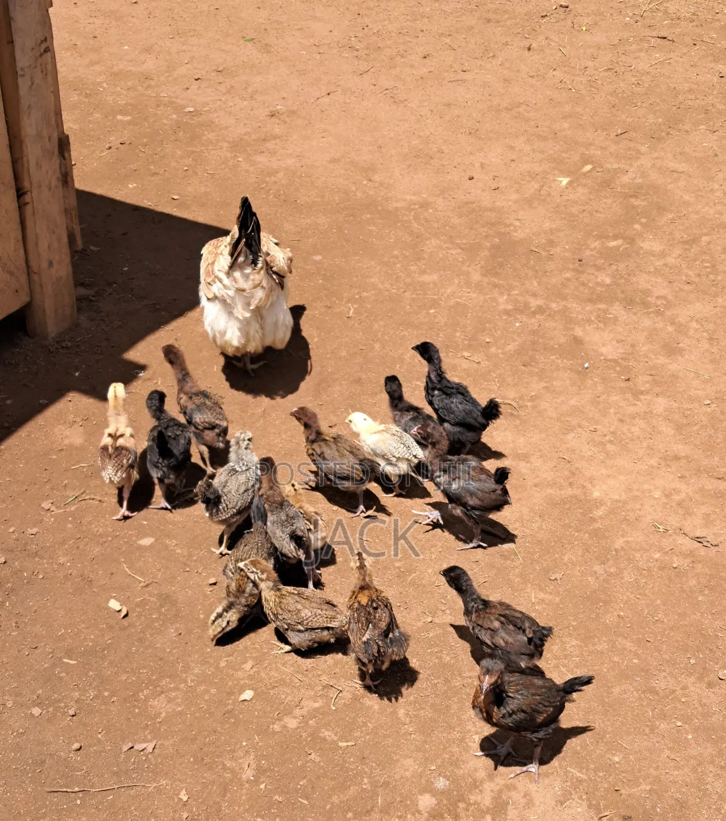 Pure Local Freerange Chickens and Guinea Fowl