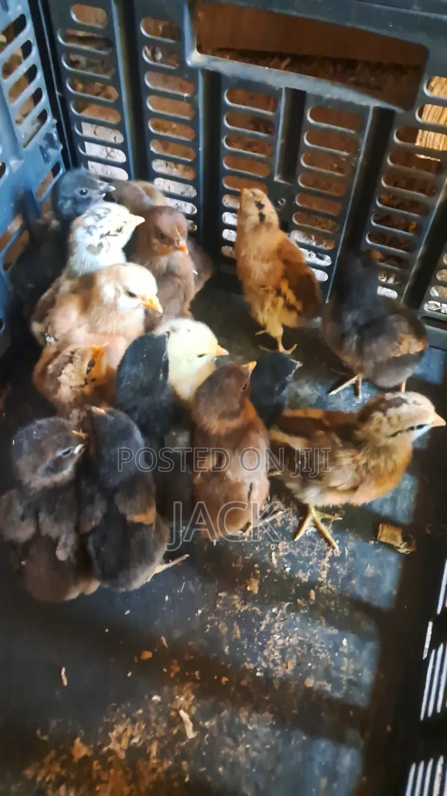 Pure Local Freerange Chickens and Guinea Fowl