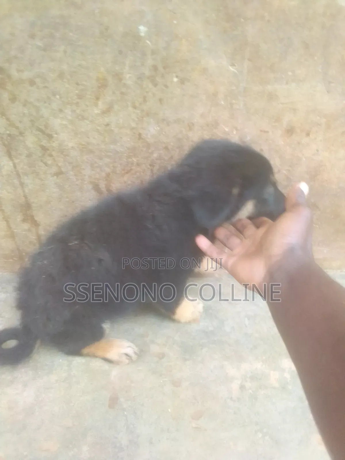 1-3 months Male Purebred German Shepherd