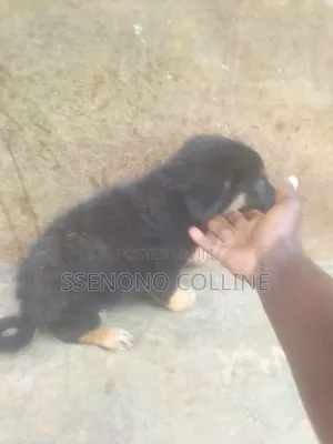 1-3 months Male Purebred German Shepherd