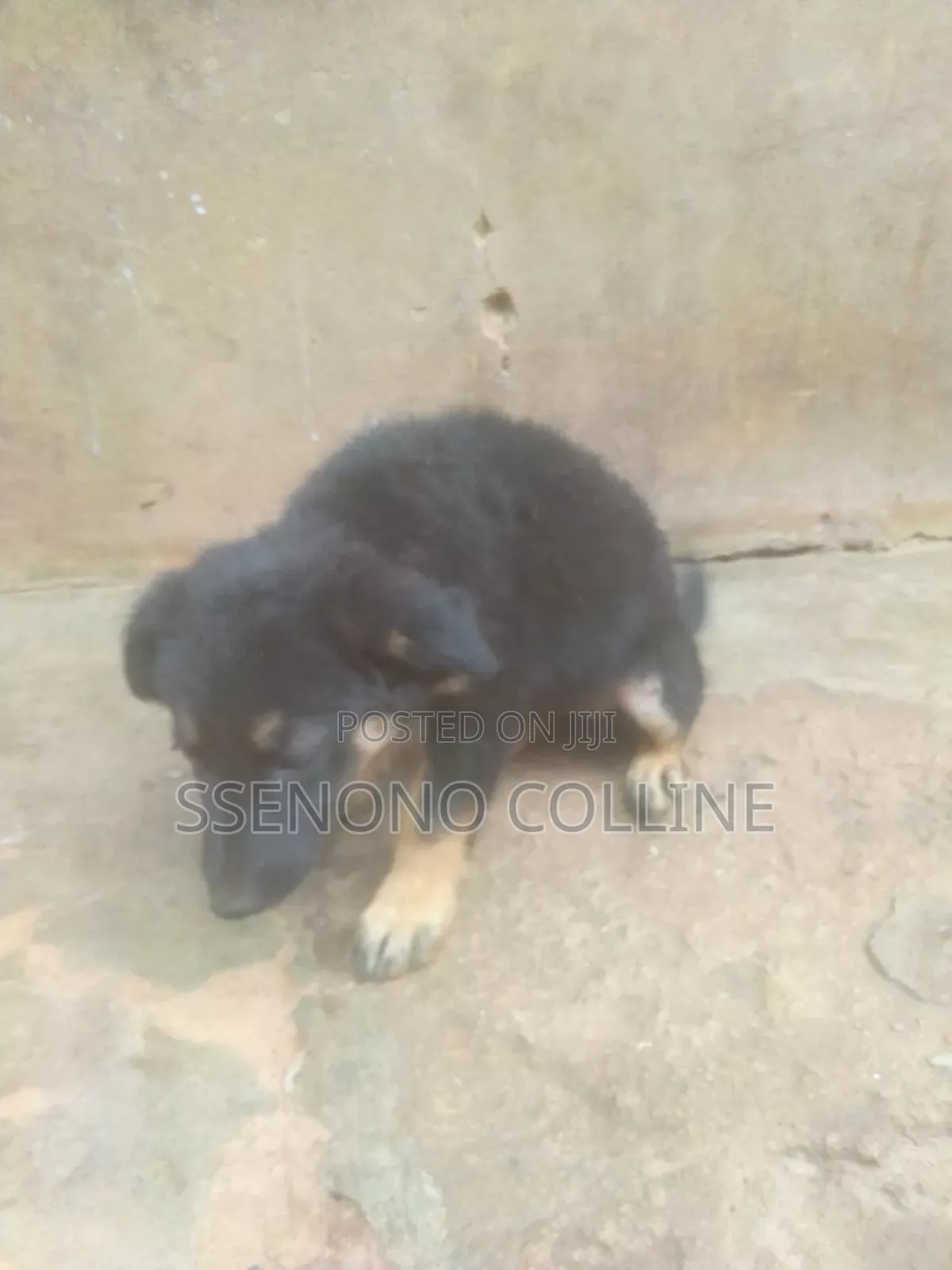 1-3 months Male Purebred German Shepherd