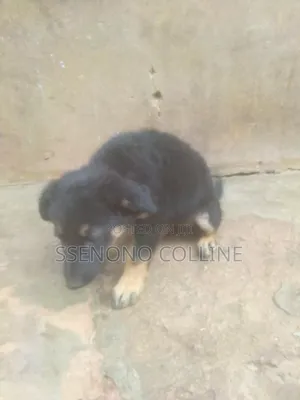 1-3 months Male Purebred German Shepherd