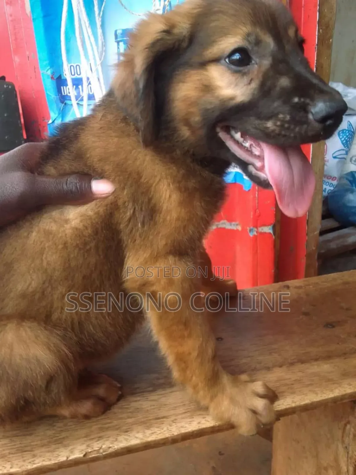 1-3 months Male Mixed Breed Caucasian Shepherd