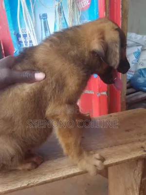 1-3 months Male Mixed Breed Caucasian Shepherd