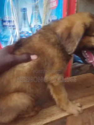 1-3 months Male Mixed Breed Caucasian Shepherd